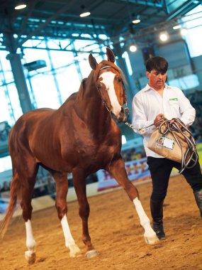 03 Mayıs 2013: kestane Rus aygır olarak Uluslararası Fuarı