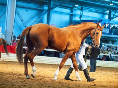 05 Mayıs 2013: kestane doğurmak aygır uluslararası exhibi içinde