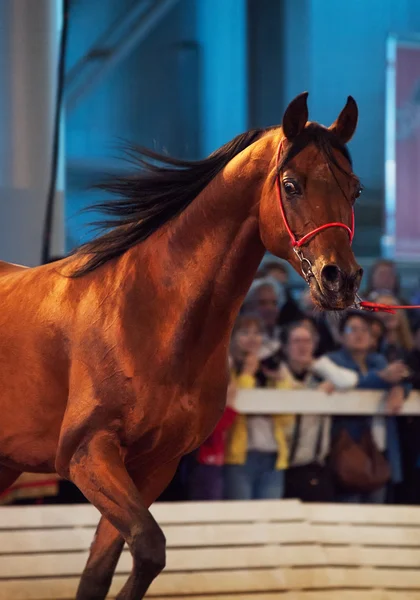 05 may 2013: purebred bay arabian stallion in international exhi — Stock Photo, Image