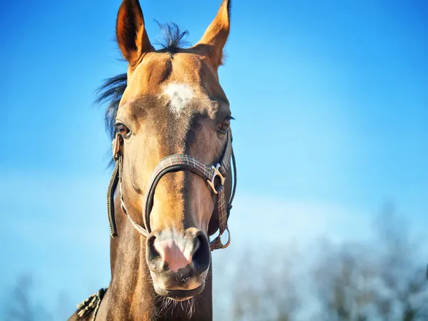 Portrait of purebred ahalteke stallion at blue sky background — Stock Photo, Image