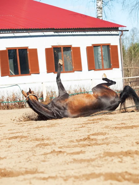 Fallen ahalteke purebred stallion in open manege — Stock Photo, Image