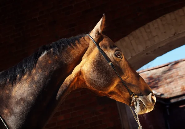 Beautiful portrait of bay purebred akhal-teke stallion at the da — Stock Photo, Image