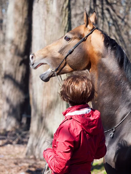 Rörelse porträtt av renrasiga ahalteke hingst i vår skog. — Stockfoto