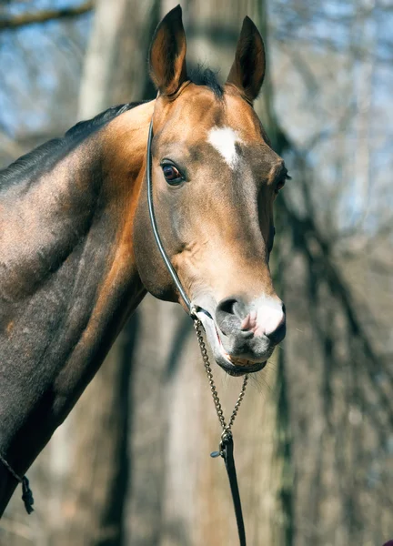 Beautiful portrait of purebred ahalteke stallion in spring fore — Stock Photo, Image