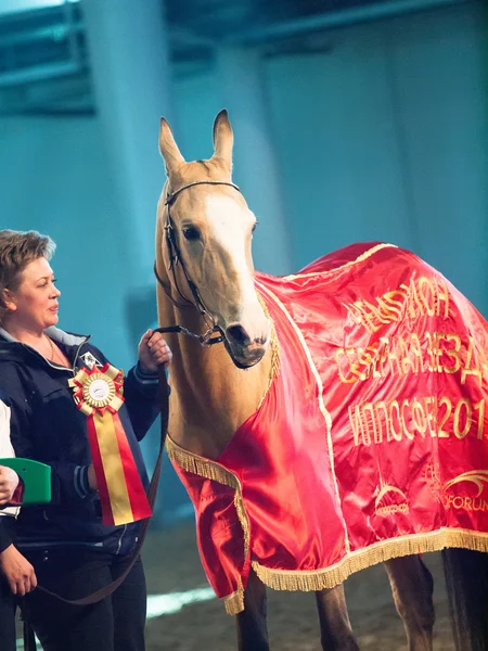 San Pietroburgo, Russia. 3 maggio 2013. Campione di akhalteke — Foto Stock