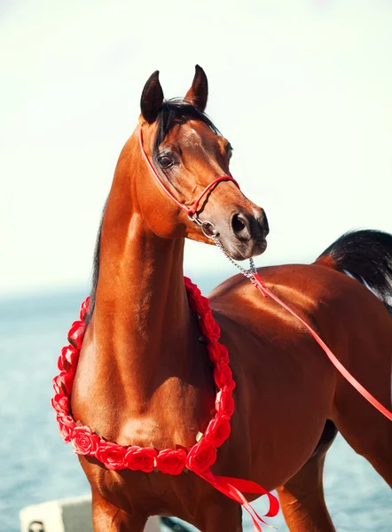 Renrasig arabian stallion porträtt på havet bakgrunden — Stockfoto