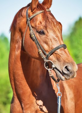 kestane trakehner aygır bahar portresi