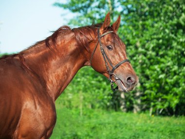 kestane trakehner aygır, portre