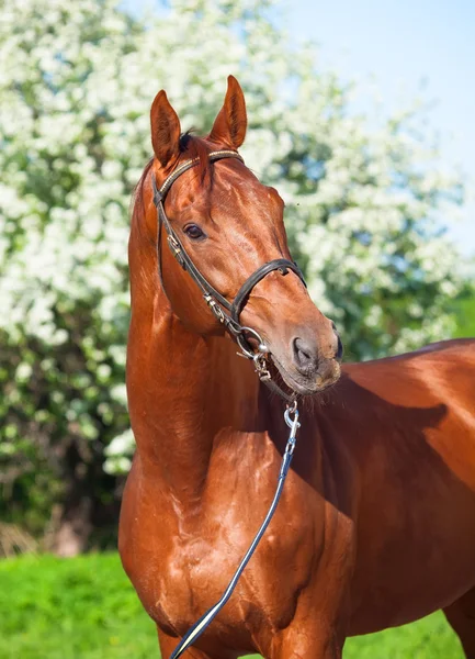 Jarní portrét kaštanové trakehner hřebce — Stock fotografie