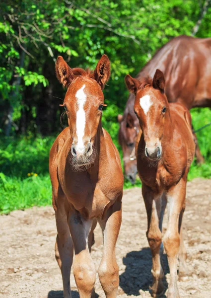 Little chestnut foals of sportive breed — Stock Photo, Image