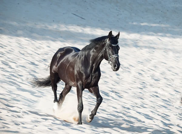 Running beautiful black stallion in the desert — Stock Photo, Image