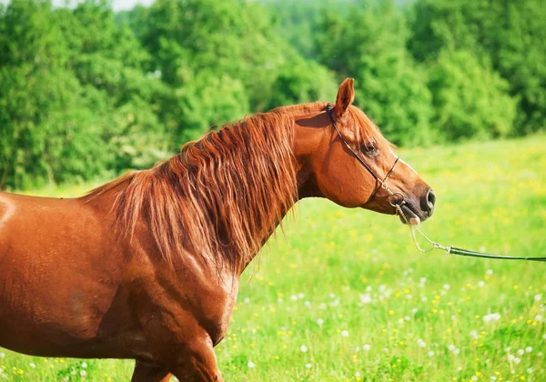 Andando castanha cavalo árabe no campo — Fotografia de Stock