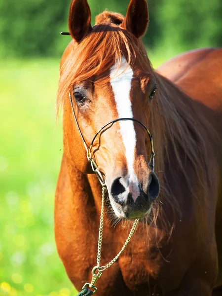 Retrato do cavalo árabe em movimento. de perto — Fotografia de Stock