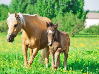 Midilli mare ile bahar çayır da tayı Galce