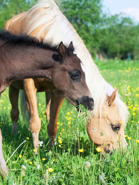 Weinig veulen van welsh pony met moeder — Stockfoto