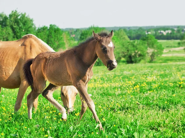 Lilla föl av welsh ponny med mamma i Vall-och betesmark — Stockfoto