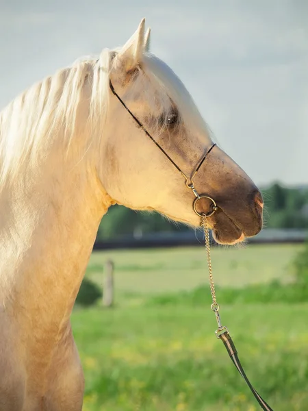 Porträtt av palomino walesiska ponny — Stockfoto
