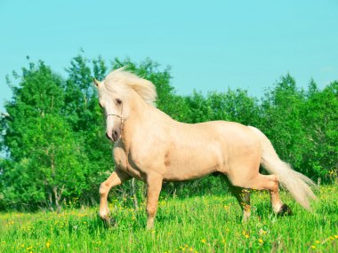 Palomino çalışan Galce midilli çiçeği alanı