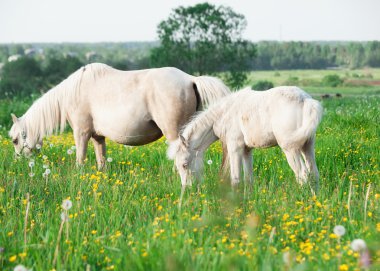 Galce Pony otlak olarak anne ile küçük yavru