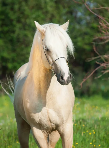 Palomino welsh pony hřebec — Stock fotografie