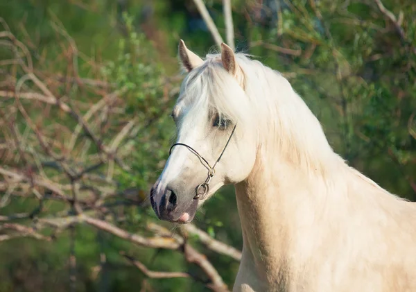 Porträtt av palomino welsh ponny hingst — Stockfoto