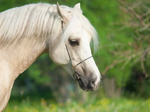 Retrato de pony galés palomino — Foto de Stock