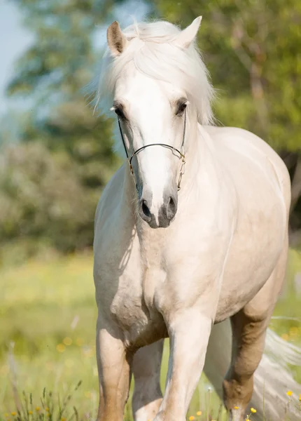 Running palomino welsh pony — Stock Photo, Image