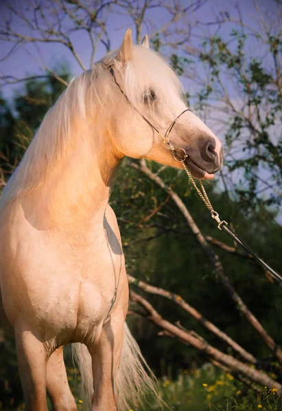 Vackra palomino welsh ponny — Stockfoto