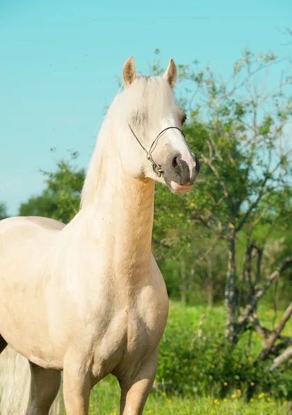 Portrait of palomino welsh pony stallion — Stock Photo, Image