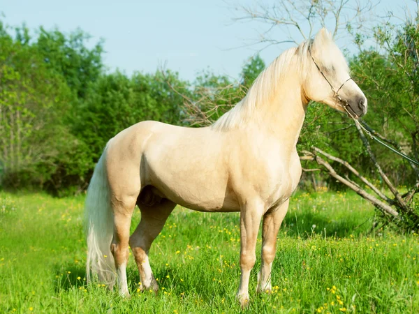 Belo garanhão de pônei galês palomino — Fotografia de Stock