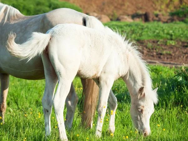 ウェールズの草地でお母さんとポニーの小さい子馬 — ストック写真