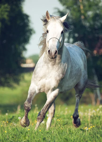 Grey arabian horse in movement — Stock Photo, Image