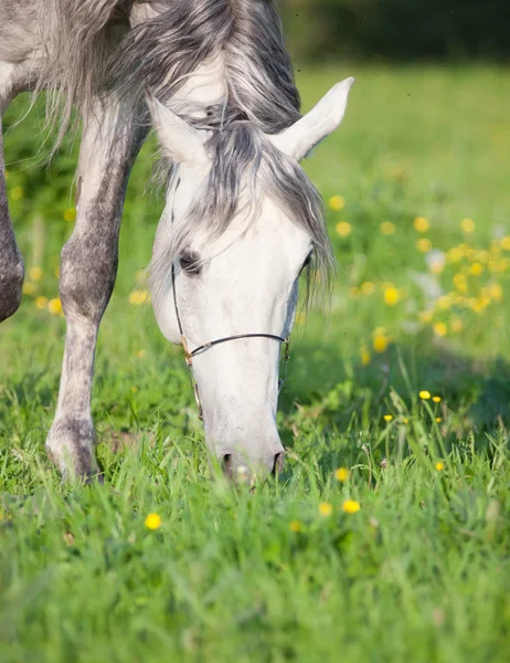 Porträtt av betande grå arabian horse — Stockfoto