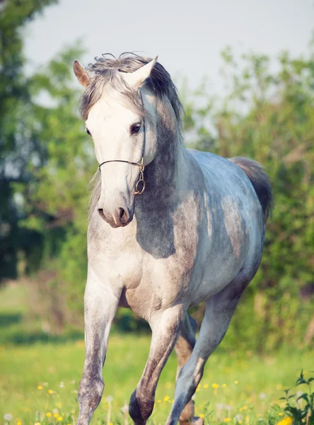 Grå arabiska hästen i rörelse — Stockfoto