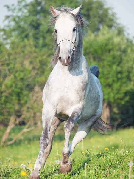 In esecuzione grigio cavallo arabo nel prato — Foto Stock