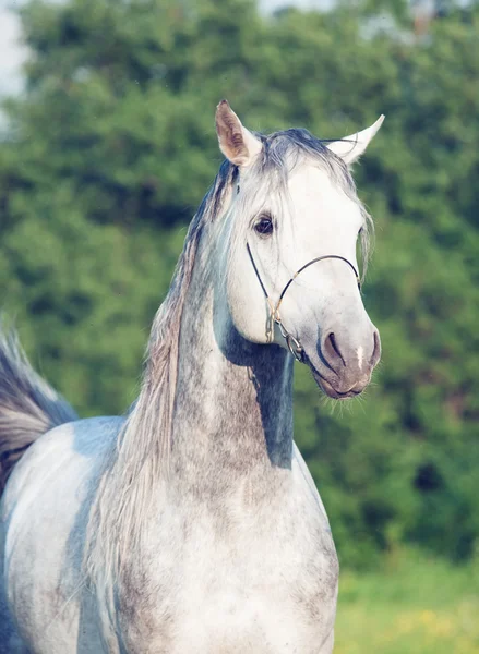 Ritratto di cavallo grigio arabo — Foto Stock