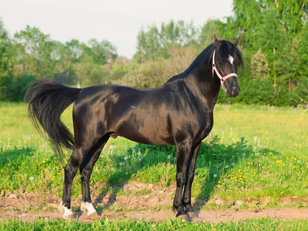 Exterior of welsh pony stallion — Stock Photo, Image
