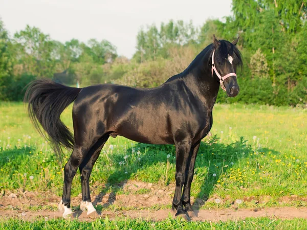 ウェールズのポニー種牡馬の外観 — ストック写真