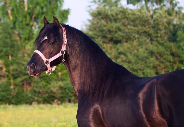 Portrait of black welsh pony stallion — Stock Photo, Image