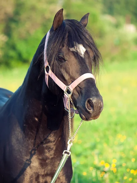 Retrato de caballo galés negro semental — Foto de Stock