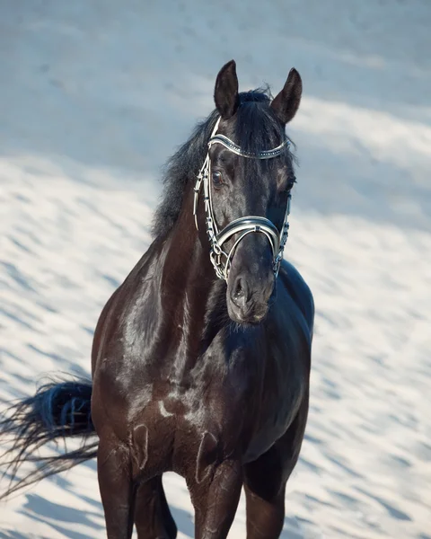 议案在沙漠中的美丽黑色种马的肖像 — 图库照片