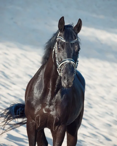 Ritratto di Bello stallone nero in movimento nel deserto — Foto Stock