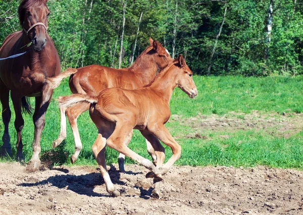 Little chestnut foals of sportive breed — Stock Photo, Image