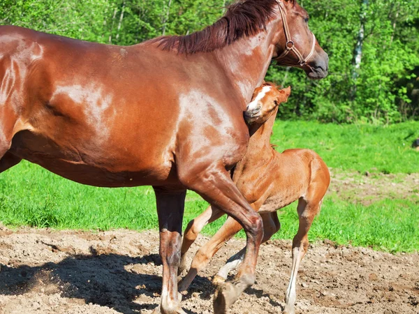 Pequeño potro castaño con mamá. tiro divertido — Foto de Stock