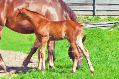 Anne ile küçük kestane tayı