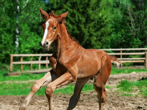 Little chestnut foal in movement — Stock Photo, Image