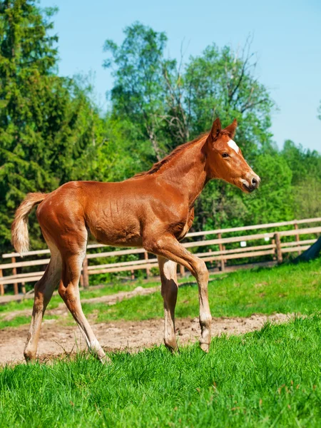 Pěší malé hříbě kaštan trakehner — Stock fotografie