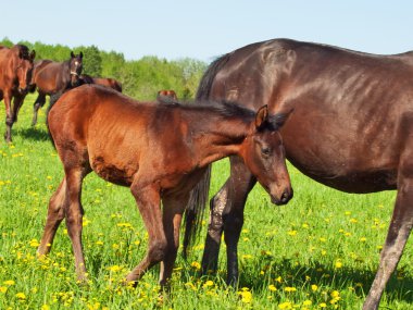 arazide anne ile küçük kestane tayı
