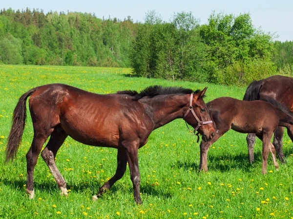 Young horses in the pasture — Stock Photo, Image