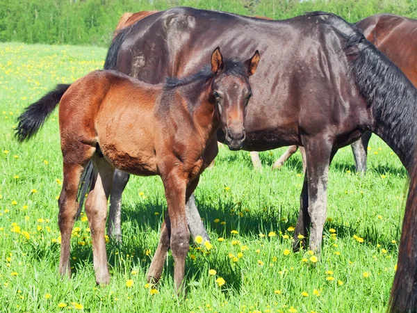 Foal with mom in the pasture — Stock Photo, Image